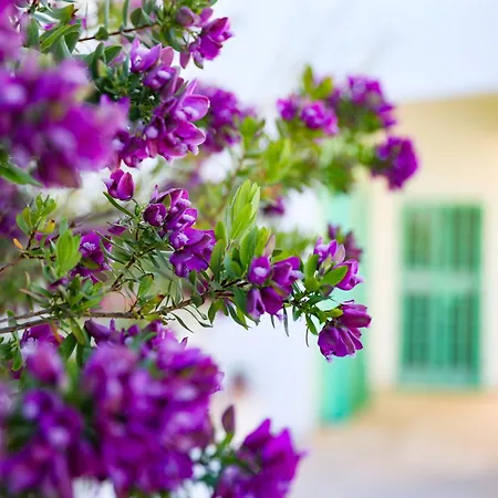 Mina Villa *